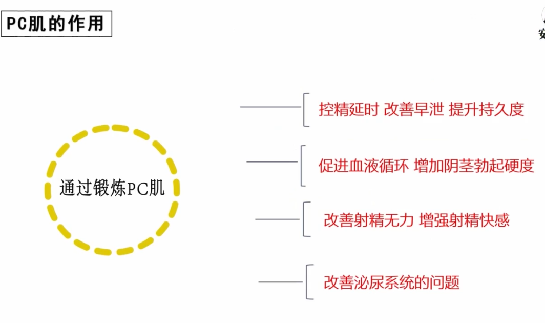男性坚挺持久的秘诀—PC肌训练法